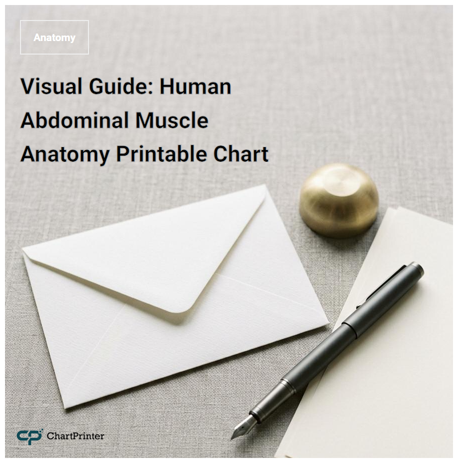 Visual Guide: Human Abdominal Muscle Anatomy Printable Chart