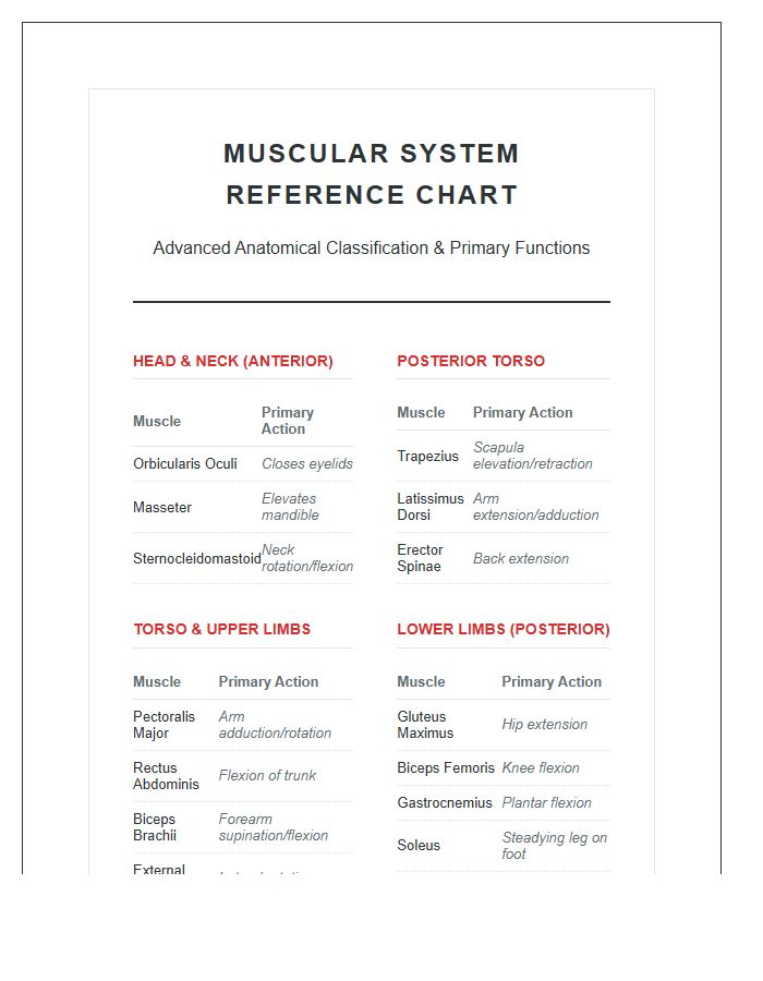 Advanced Human Muscular System Printable Chart