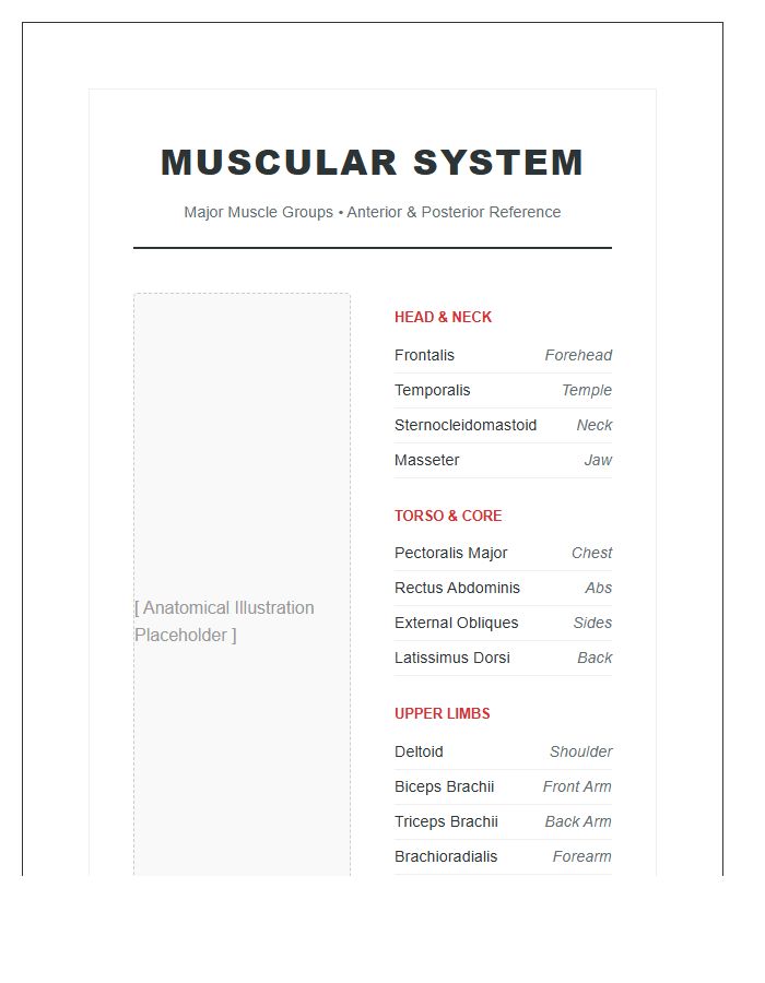 Anatomical Muscular System Reference Printable Chart