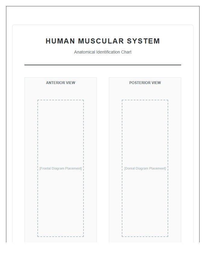 Detailed Human Muscular System Diagram Printable Chart