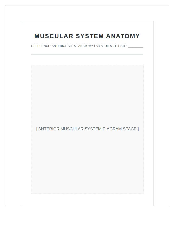 Human Anatomy Education Muscular System Printable Chart
