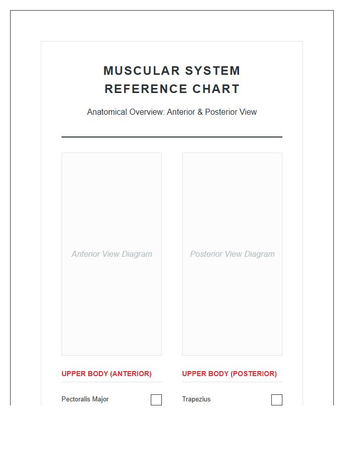 Human Physiology Muscular System Printable Chart