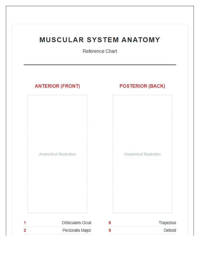 Labeled Human Muscle Anatomy Printable Chart