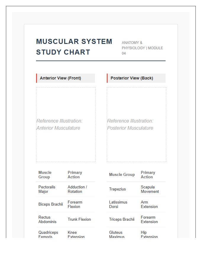 Printable Human Anatomy Muscular System Study Chart