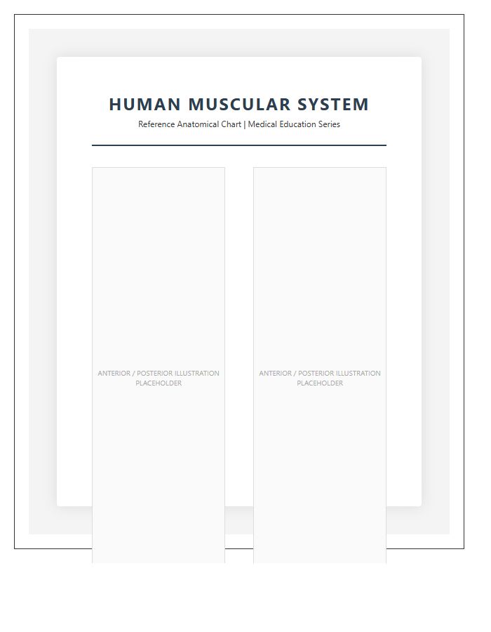 Professional Muscular System Anatomy Printable Chart