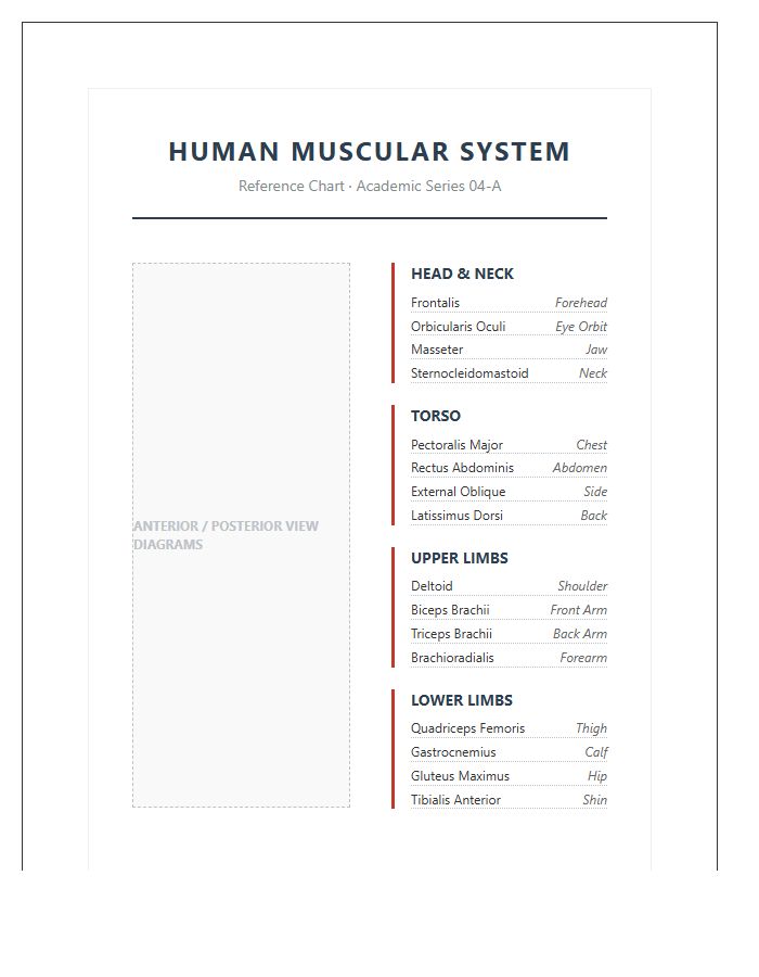 Academic Printable Human Muscular System Anatomy Chart