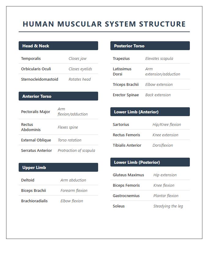 Clear Printable Human Muscular System Structure Chart