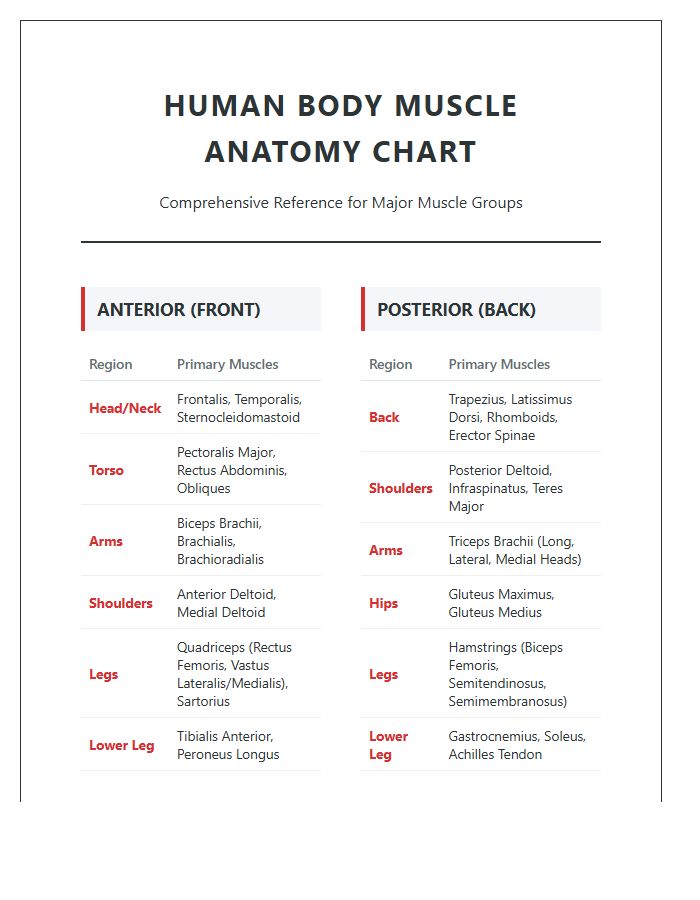 Comprehensive Printable Human Body Muscle Anatomy Chart