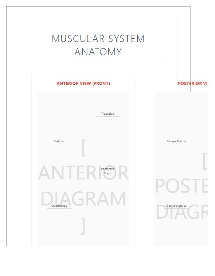 Full Body Printable Human Muscular System Anatomy Chart