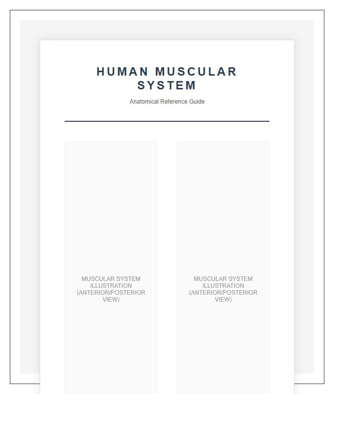High Resolution Printable Muscular System Anatomy Chart