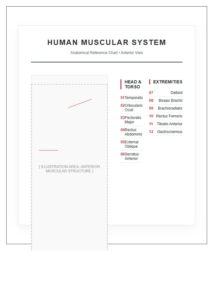 Illustrated Printable Human Muscular System Anatomy Chart