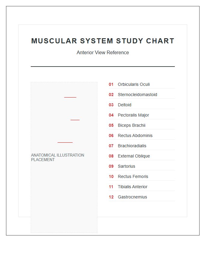 Labeled Printable Human Anatomy Muscular System Study Chart