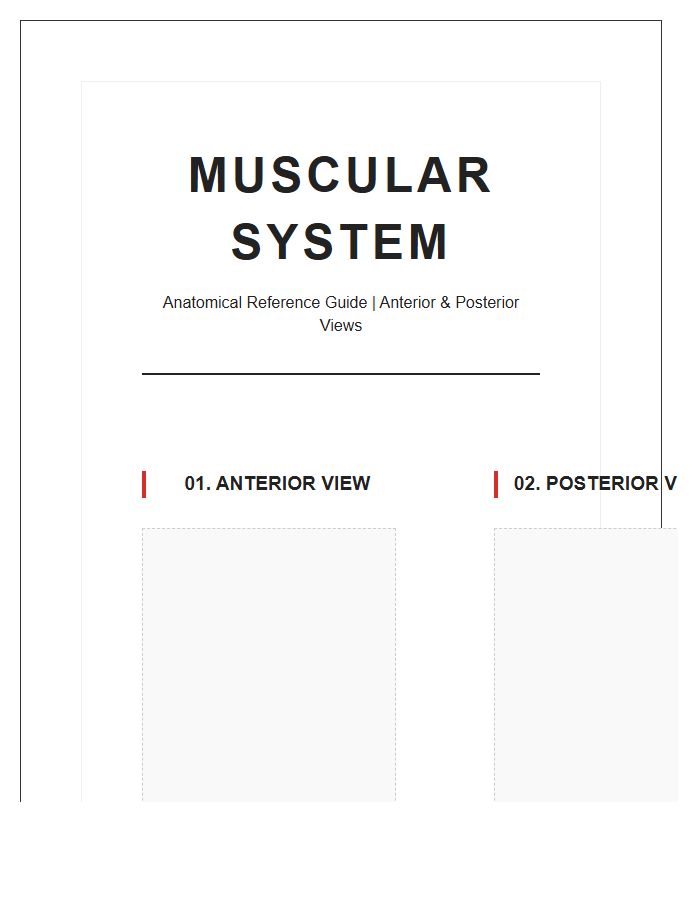 Large Format Printable Human Body Muscular System Chart