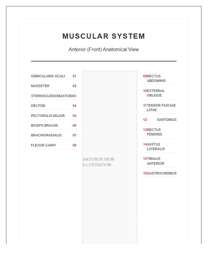 Printable Human Anatomy Muscular System Anterior View Chart