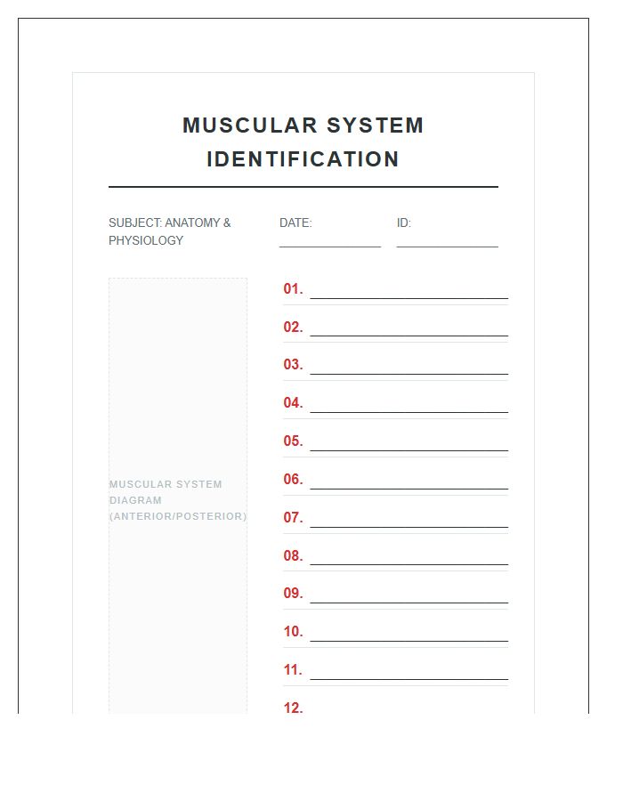 Printable Human Anatomy Muscular System Identification Chart