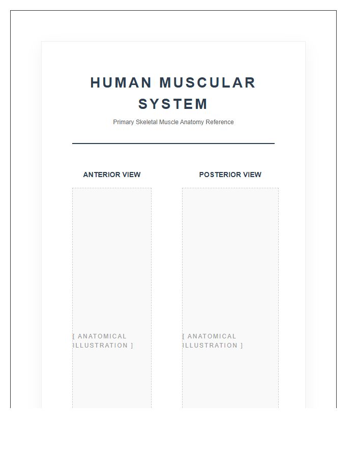 Printable Human Muscular System Wall Chart For Clinics