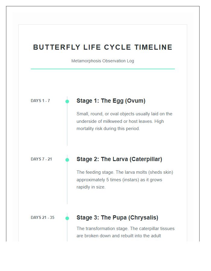 Comprehensive Butterfly Life Cycle Timeline Printable Chart