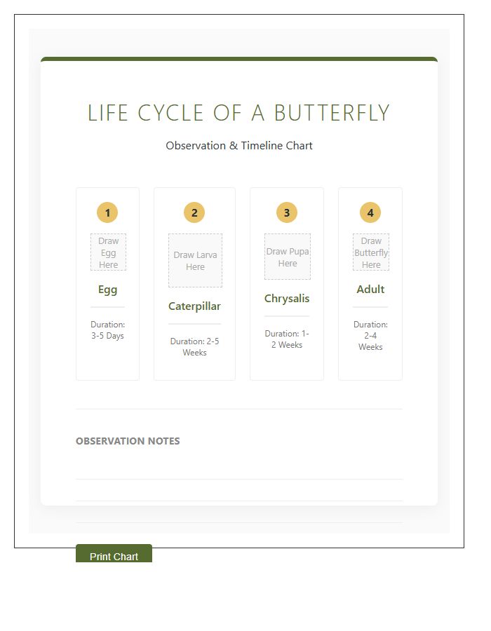 Sequence Of Butterfly Life Cycle Timeline Printable Chart
