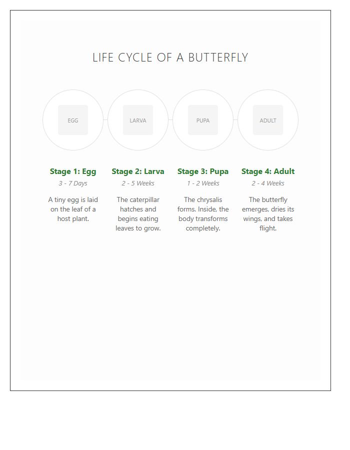 Visual Life Cycle Of A Butterfly Timeline Printable Chart
