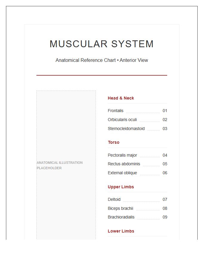 Anatomical Human Muscle Anatomy Printable Chart