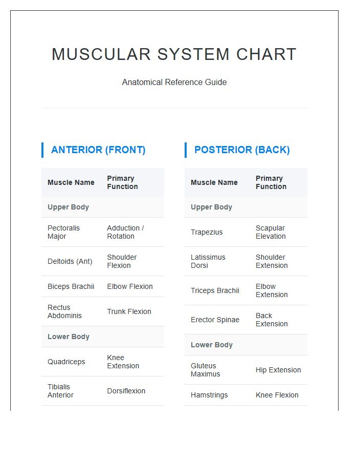 Anterior And Posterior Muscle Printable Chart