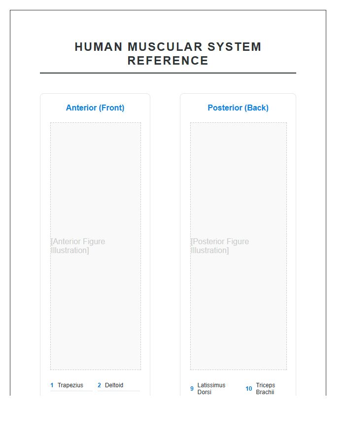 Clear Human Body Muscle Printable Chart Diagram
