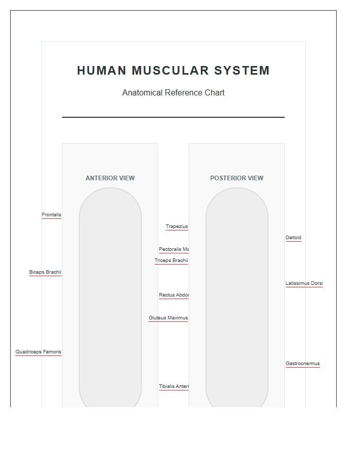 Detailed Human Muscular System Printable Chart Diagram