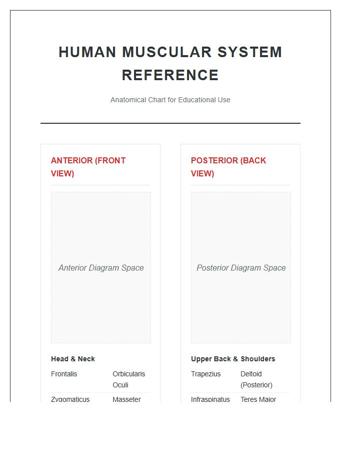 Detailed Musculature Human Muscle Printable Chart