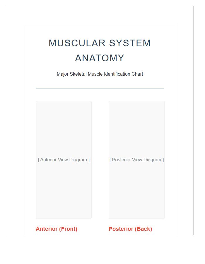 Educational Human Muscle Anatomy Printable Chart