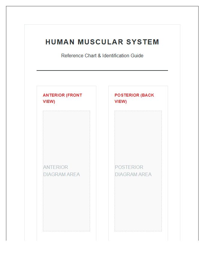 Full Body Human Anatomy Muscles Printable Chart