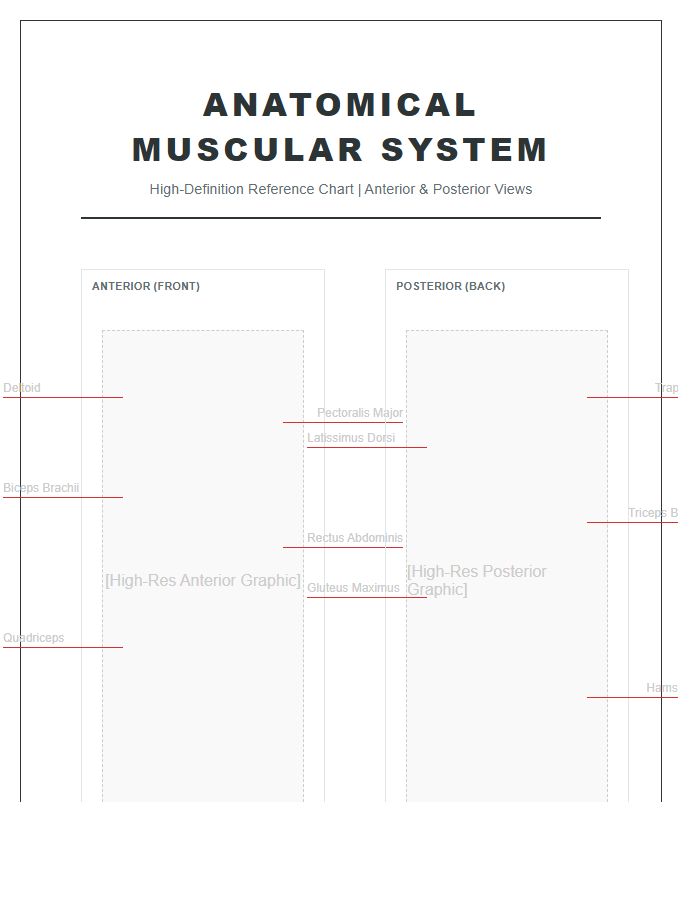 High Definition Human Muscle Printable Chart Diagram