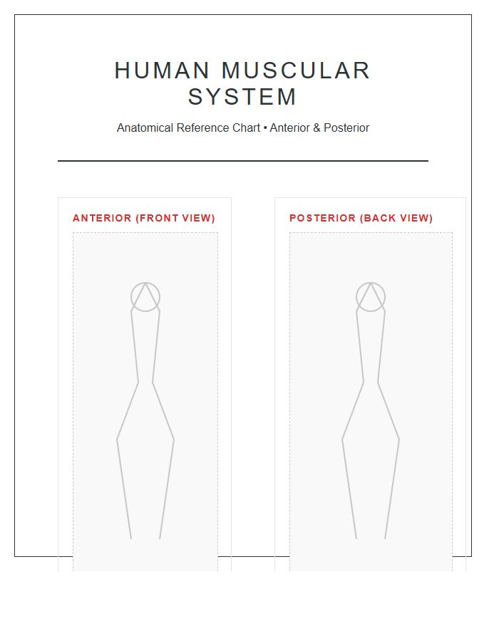 High Quality Human Muscle Printable Chart Diagram