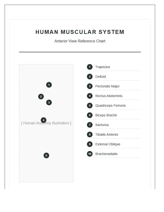 Labeled Human Anatomy Muscles Printable Chart Diagram