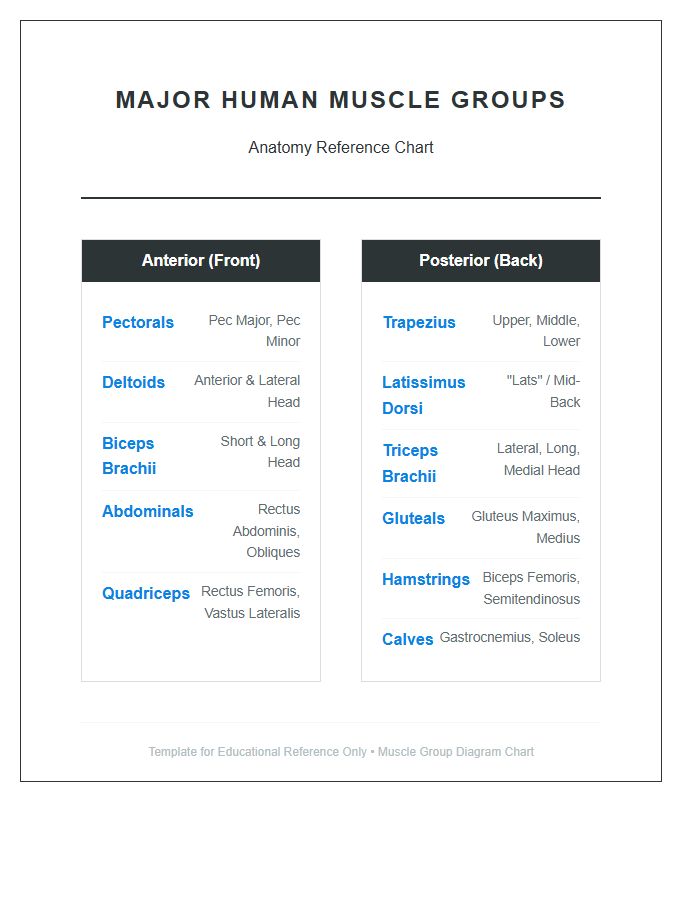 Major Human Muscle Groups Printable Chart Diagram