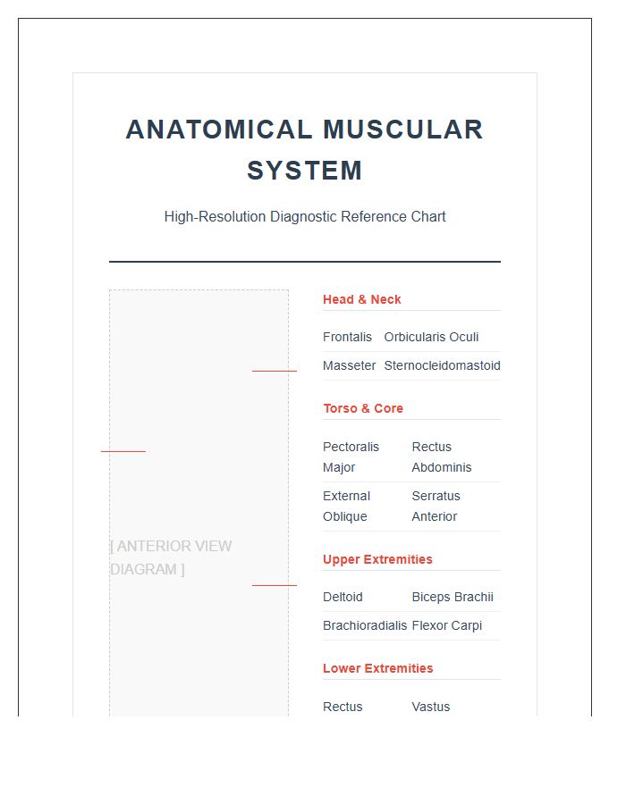 Medical Grade Human Muscle Printable Chart Diagram