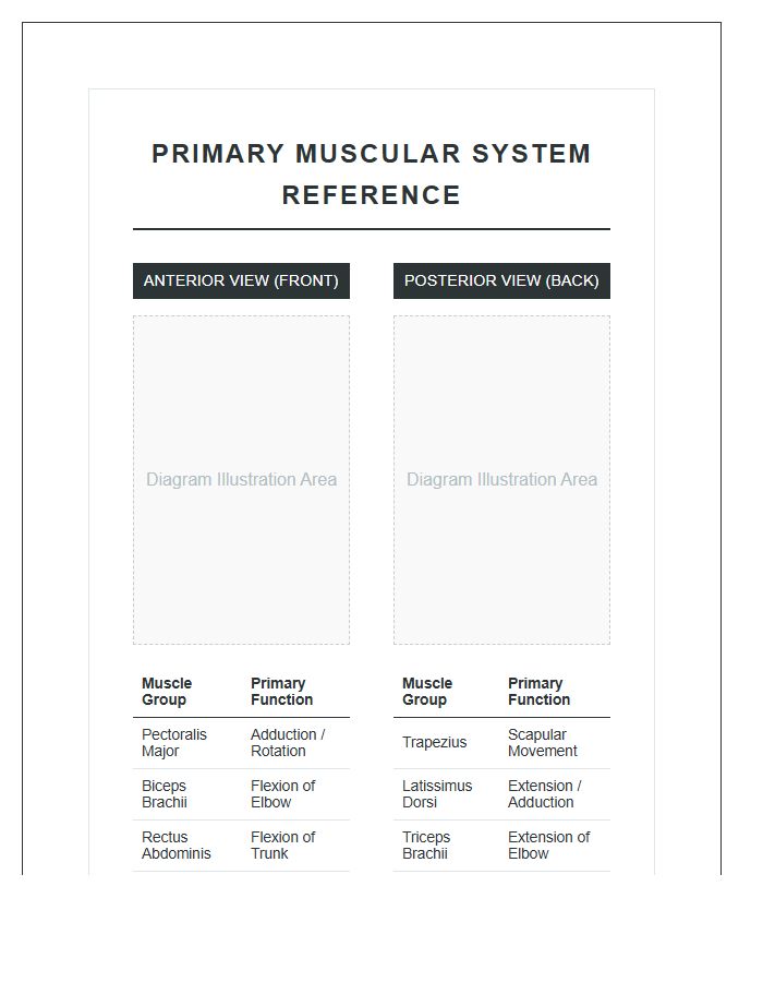 Primary Human Anatomy Muscles Printable Chart