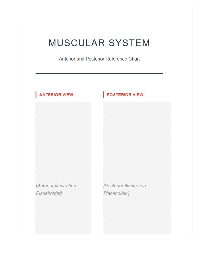 Scientific Human Muscle Anatomy Printable Chart Diagram