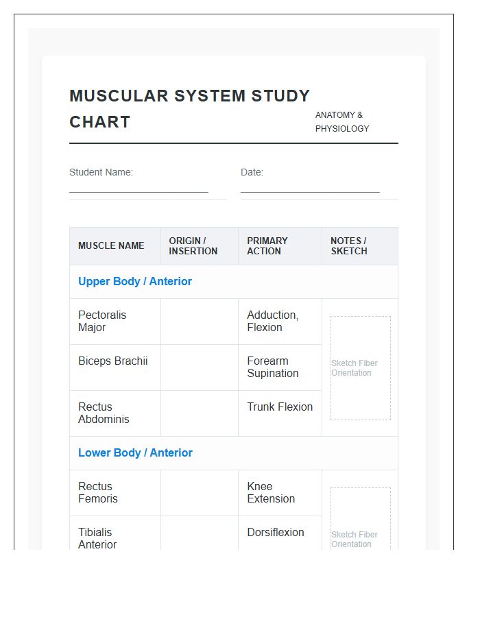 Student Human Anatomy Muscles Printable Chart