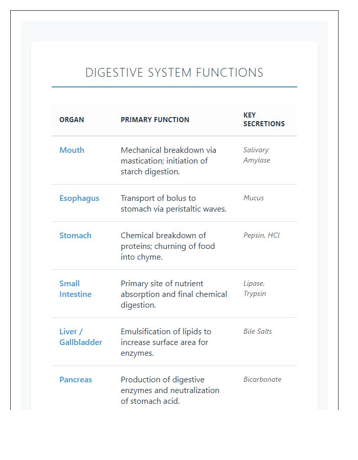 Biological Digestive System Functions Printable Chart