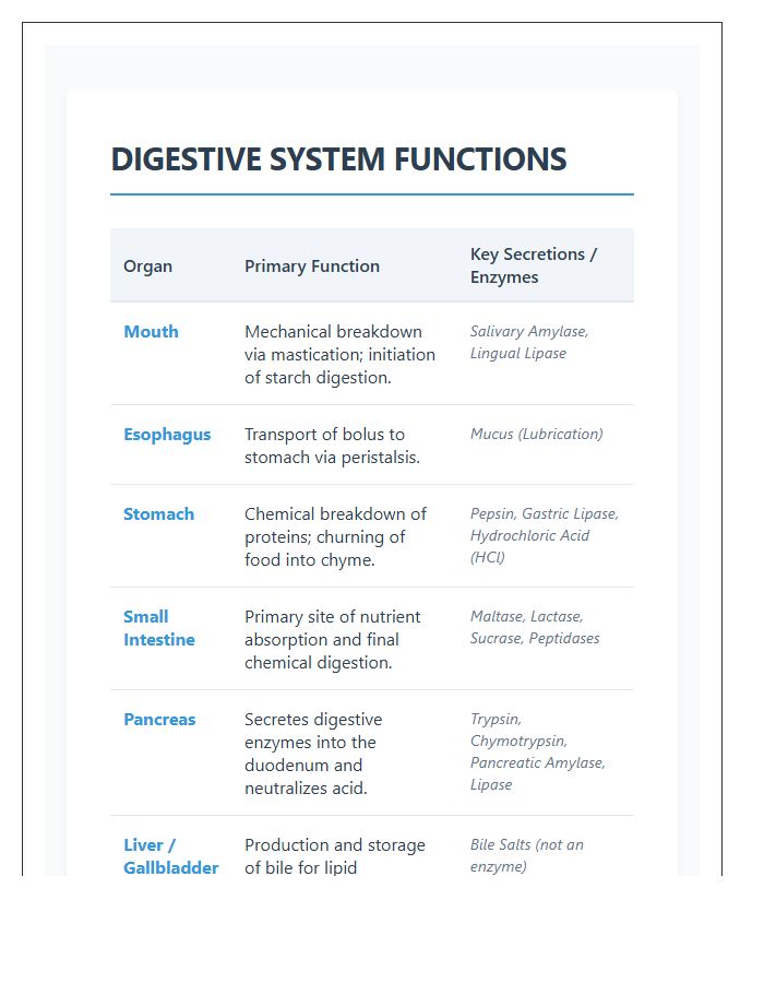 Comprehensive Digestive System Functions Printable Chart