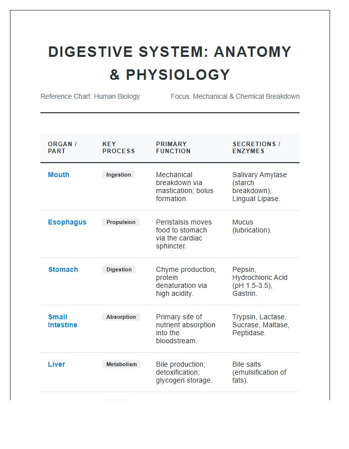 Detailed Digestive System Functions Printable Chart