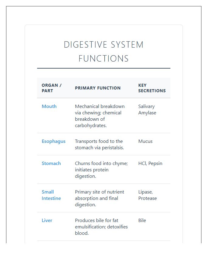 Human Anatomy Digestive System Functions Printable Chart