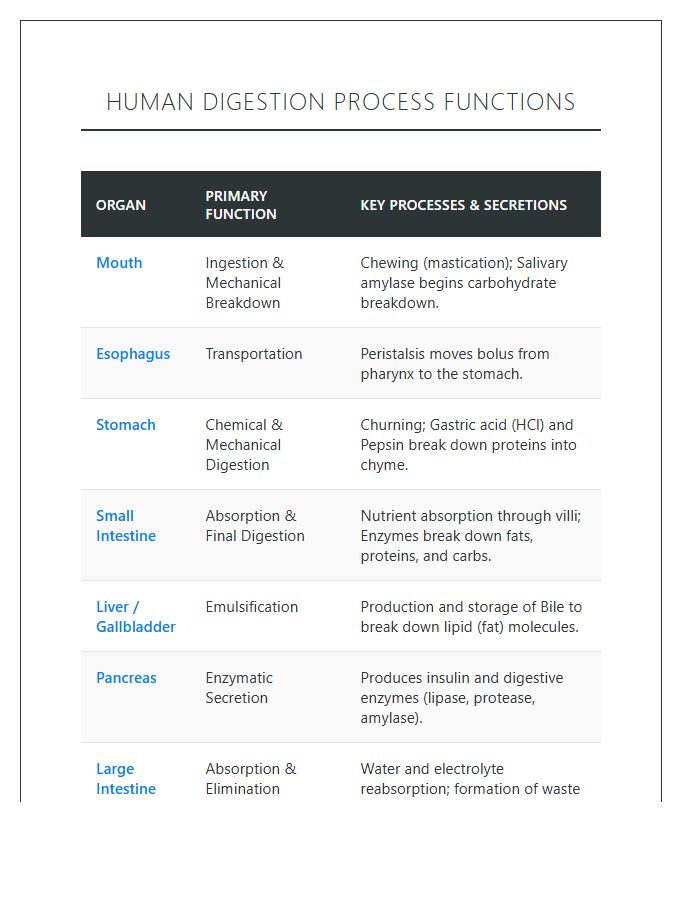 Human Digestion Process Functions Printable Chart