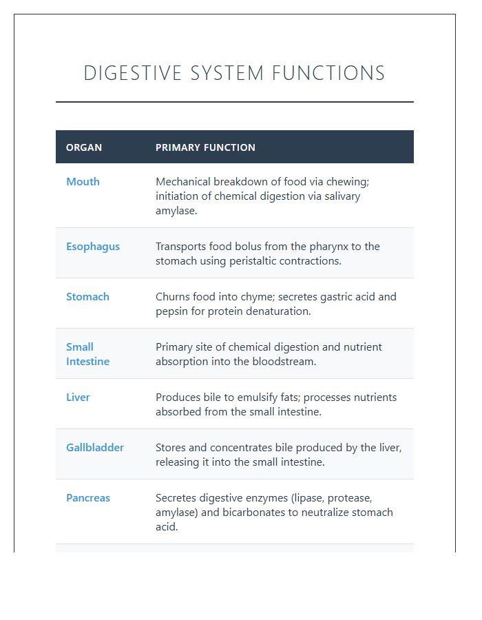 Human Digestive System Functions Printable Chart
