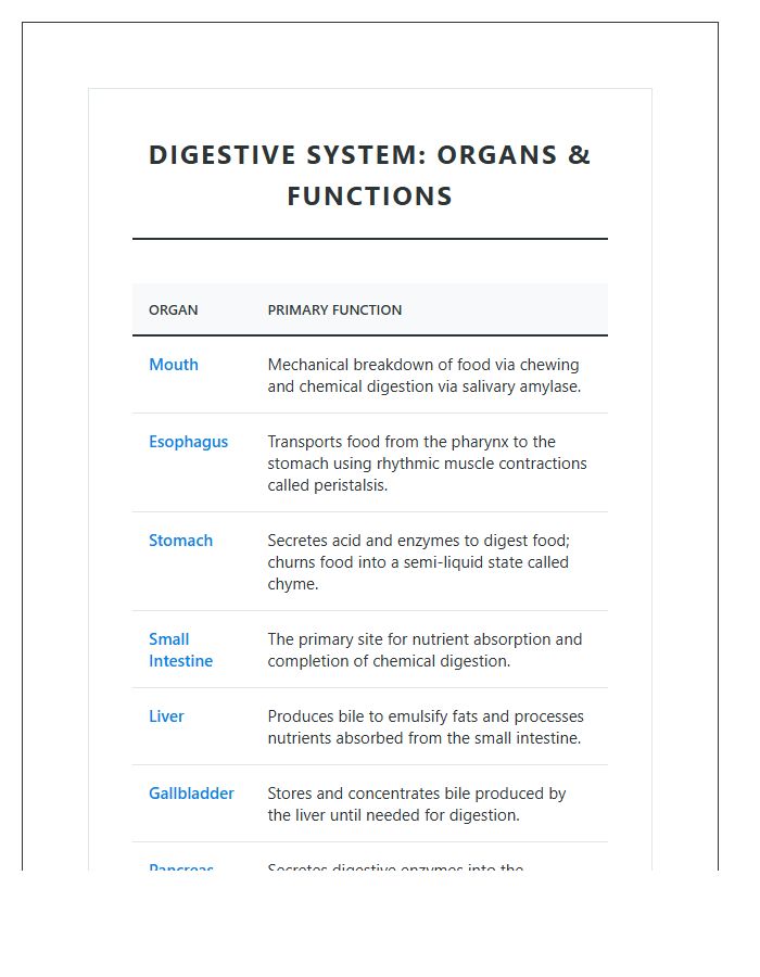 Internal Organs Digestive System Functions Printable Chart