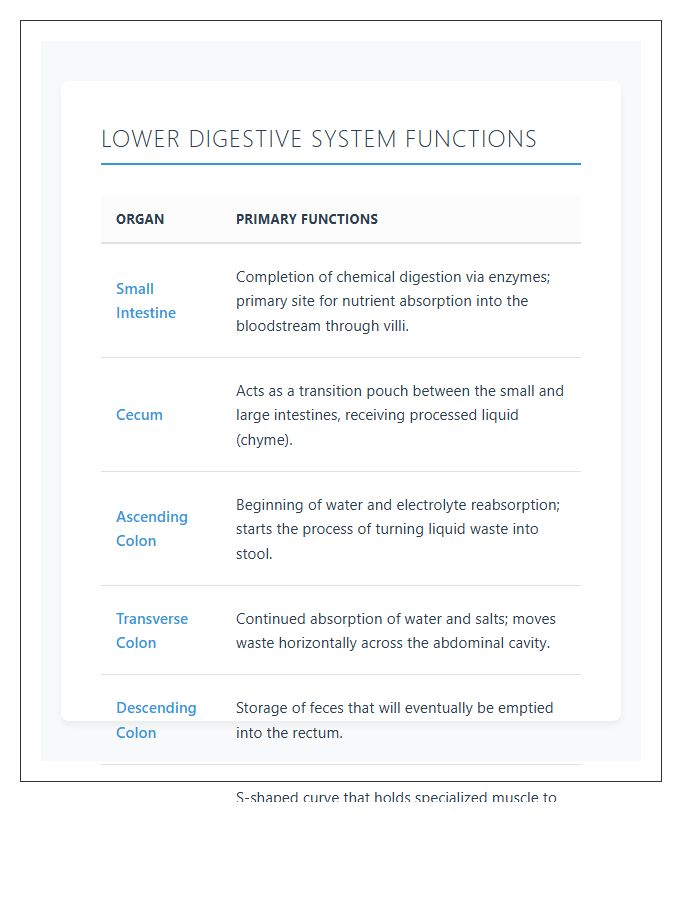 Lower Digestive System Functions Printable Chart