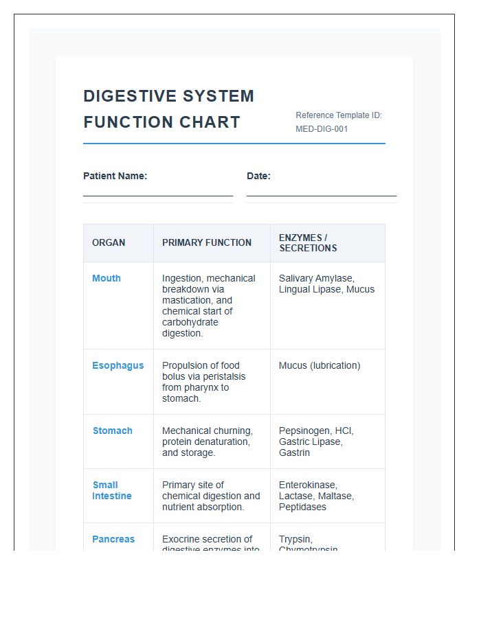 Medical Digestive System Functions Printable Chart