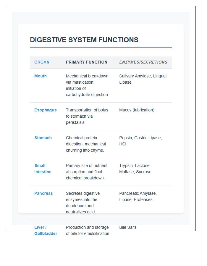 Scientific Digestive System Functions Printable Chart