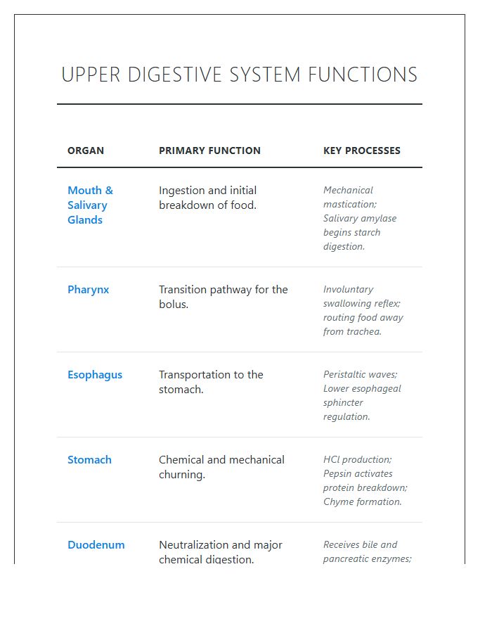Upper Digestive System Functions Printable Chart