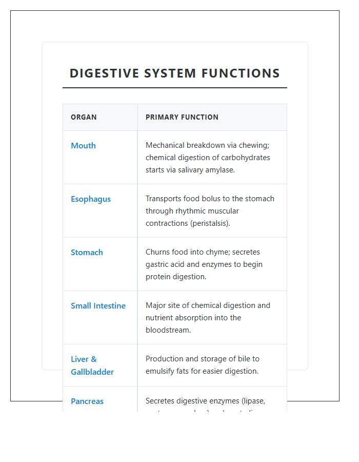 Visual Digestive System Functions Printable Chart